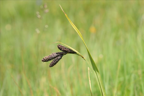Carex atrata var. aterrima (Hoppe) Winckler