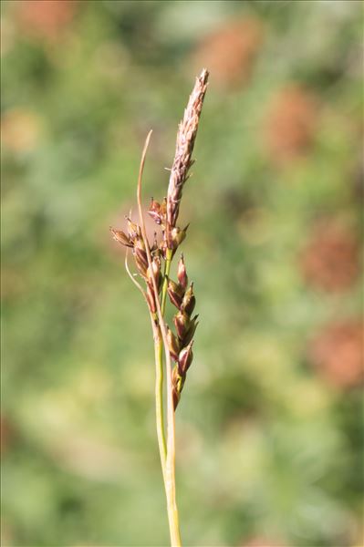 Carex austroalpina Bech.