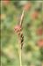 Carex austroalpina Bech.
