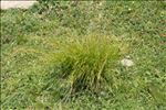 Carex austroalpina Bech.