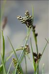 Carex bicolor All.