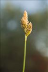 Carex caryophyllea Latourr. var. caryophyllea