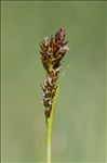 Carex caryophyllea Latourr.
