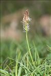 Carex caryophyllea Latourr. var. caryophyllea