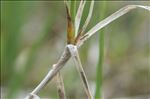 Carex chordorrhiza L.f.