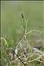 Carex chordorrhiza L.f.