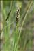 Carex diandra Schrank