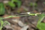 Carex distachya Desf.