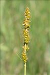 Carex otrubae var. subcontigua (Kük.) De Langhe & J.Duvign.