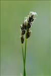 Carex divisa Huds. subsp. divisa