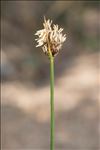 Carex divisa subsp. chaetophylla (Steud.) Nyman