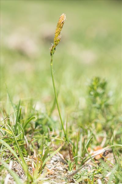 Carex ericetorum Pollich