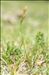 Carex ericetorum Pollich
