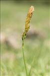 Carex ericetorum Pollich