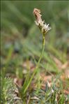 Carex ericetorum Pollich