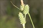 Carex extensa Gooden.