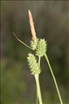 Carex extensa Gooden.