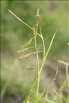 Carex ferruginea Scop.
