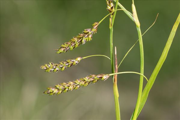 Carex ferruginea Scop.