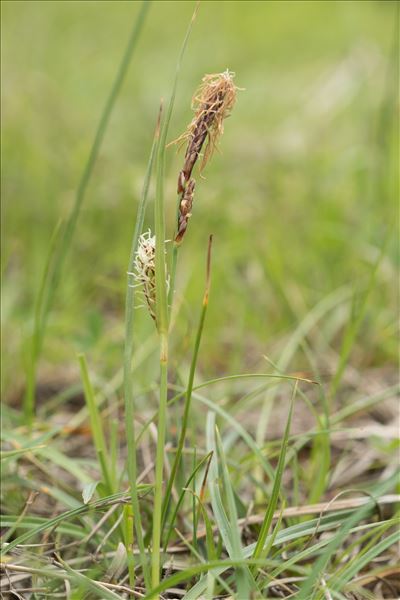 Carex flacca subsp. serrulata (Biv.) Greuter