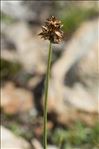 Carex foetida All.