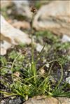 Carex foetida All.