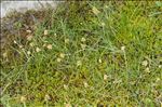 Carex maritima Gunnerus