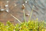 Carex maritima Gunnerus