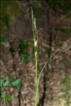 Carex depauperata Curtis ex With.