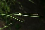 Carex depauperata Curtis ex With.