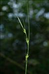 Carex depauperata Curtis ex With.