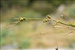Carex depauperata Curtis ex With.