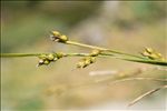 Carex depauperata Curtis ex With.