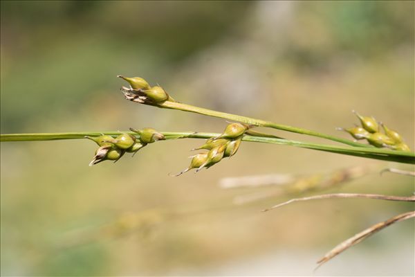 Carex depauperata Curtis ex With.