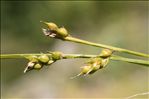 Carex depauperata Curtis ex With.