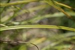 Carex depauperata Curtis ex With.