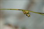Carex depauperata Curtis ex With.