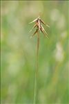 Carex microglochin Wahlenb.