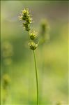 Carex muricata L.