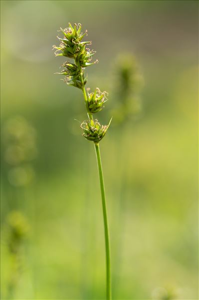 Carex muricata L.