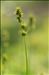 Carex muricata L.