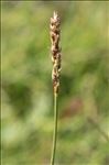 Carex myosuroides Vill.