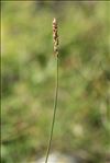 Carex myosuroides Vill.