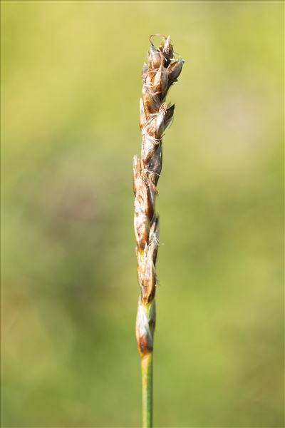 Carex myosuroides Vill.