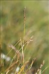Carex myosuroides Vill.