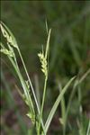 Carex olbiensis Jord.