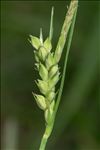 Carex olbiensis Jord.