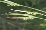Carex olbiensis Jord.