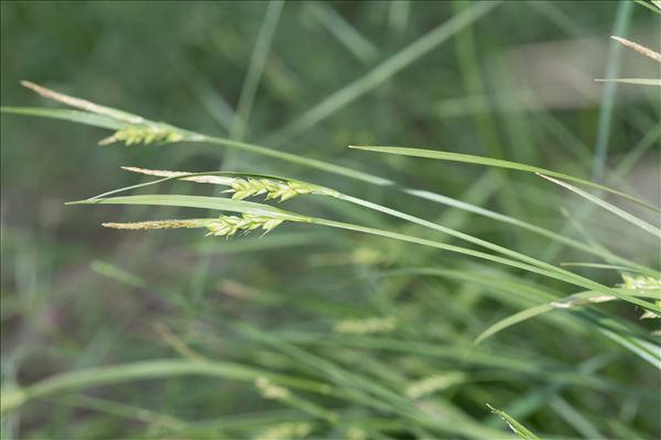 Carex olbiensis Jord.