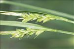 Carex olbiensis Jord.